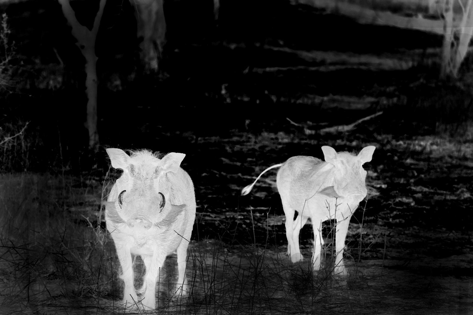 Habrok-Pro-Imagen-02b-PC